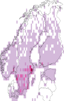 Levikukaart: suurnokk-vint. Andmete allikas: GBIF
