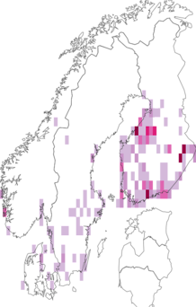 Kaarta Amphipoea lucens. Data source: GBIF
