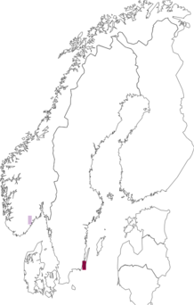 Kaarta Caryocolum blandulella. Data source: GBIF