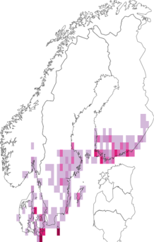 Kaarta Catarhoe cuculata. Data source: GBIF