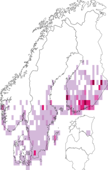 Kaarta Idaea biselata. Data source: GBIF