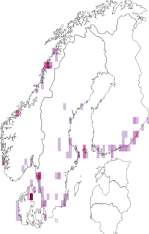 Kaarta Amphipoea crinanensis. Data source: GBIF