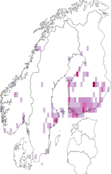 Kaarta Depressaria badiella. Data source: GBIF