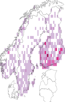 Kaarta Macaria brunneata. Data source: GBIF