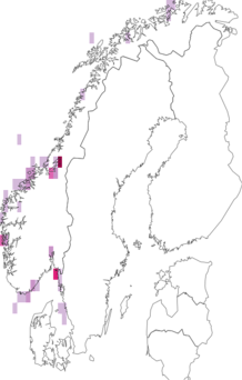 Fyndkarta för Limatula. Datakälla: GBIF