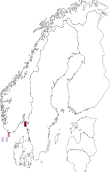 Kaarta Stichastrella rosea. Data source: GBIF