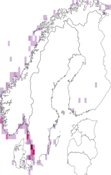 Levikukaart: põhja-tormilind. Andmete allikas: GBIF