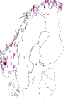 Kaarta Orphniospora moriopsis. Data source: GBIF
