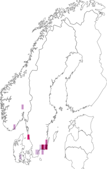 Fyndkarta för svarthakad buskstjärnblommal. Datakälla: GBIF