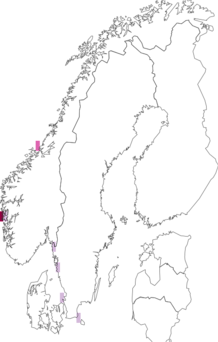 Fyndkarta för Bacidia scopulicola. Datakälla: GBIF