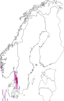 Fyndkarta för Montacuta ferruginosa. Datakälla: GBIF