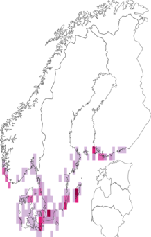 Levikukaart: lääne-heinaöölane. Andmete allikas: GBIF