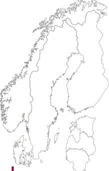 Fyndkarta för Rhizostomeae. Datakälla: GBIF