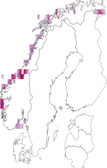 Fyndkarta för Cancellariidae. Datakälla: GBIF