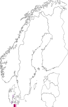 Fyndkarta för mångblommig knipprot. Datakälla: GBIF