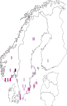 Fyndkarta för Typhaea stercorea. Datakälla: GBIF