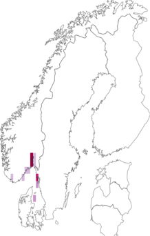 Fyndkarta för havsruda. Datakälla: GBIF