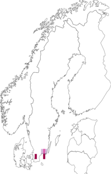 Fyndkarta för stor buskstjärnblommal. Datakälla: GBIF