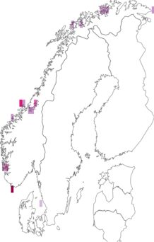 Fyndkarta för Urticina eques. Datakälla: GBIF