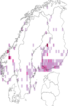 Fyndkarta för stor gulfläckgråvecklare. Datakälla: GBIF