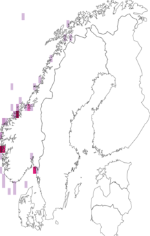 Fyndkarta för Cuspidaria rostrata. Datakälla: GBIF