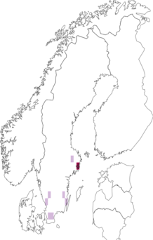 Kaarta Leucophenga maculata. Data source: GBIF