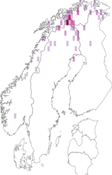 Fyndkarta för norddaggkåpa. Datakälla: GBIF