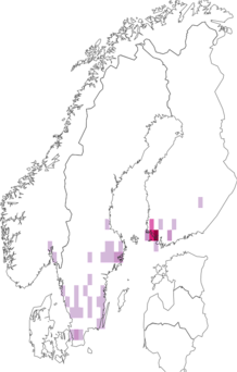 Fyndkarta för Rhabdomiris striatellus. Datakälla: GBIF