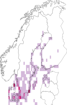 Fyndkarta för kentsk tärna. Datakälla: GBIF