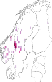 Fyndkarta för Ochrolechia alboflavescens. Datakälla: GBIF