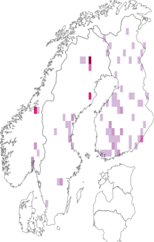 Fyndkarta för Halesus tesselatus. Datakälla: GBIF