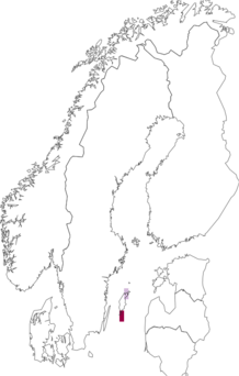 Kaarta Arctosa figurata. Data source: GBIF
