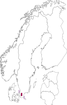 Fyndkarta för Candelariella medians. Datakälla: GBIF