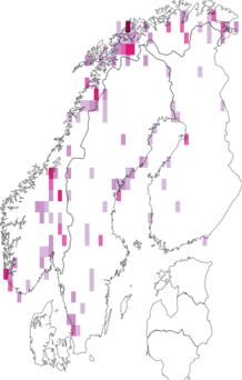 Fyndkarta för älvstrandkrypare. Datakälla: GBIF