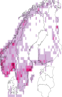 Fyndkarta för svartbräkenväxter. Datakälla: GBIF