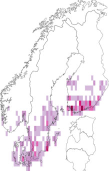 Fyndkarta för grått kapuschongfly. Datakälla: GBIF