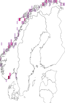 Fyndkarta för Onoba aculeus. Datakälla: GBIF