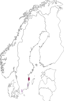 Fyndkarta för veitchoxbär. Datakälla: GBIF