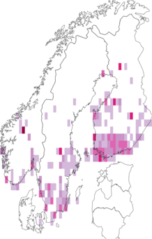 Fyndkarta för vitfläckig björkknoppvecklare. Datakälla: GBIF