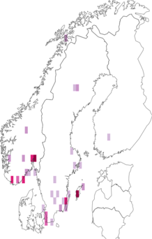Fyndkarta för Typhaea. Datakälla: GBIF