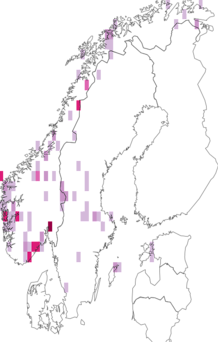 Fyndkarta för Mycobilimbia hypnorum. Datakälla: GBIF