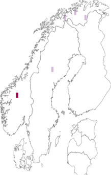 Fyndkarta för Nysius groenlandicus. Datakälla: GBIF