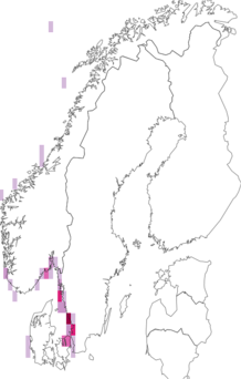 Kaarta keltanokkaliitäjä. Data source: GBIF
