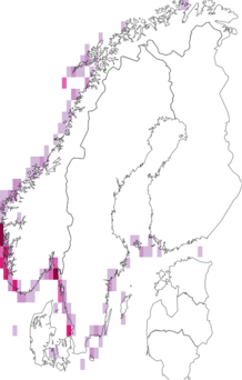 Kaarta Ramalina siliquosa. Data source: GBIF