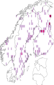 Fyndkarta för nordgeting. Datakälla: GBIF