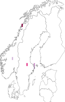 Fyndkarta för Diplotomma lutosum. Datakälla: GBIF