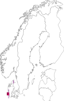 Fyndkarta för Melanoleuca cinereifolia. Datakälla: GBIF