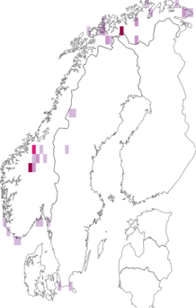 Fyndkarta för Willemia intermedia. Datakälla: GBIF