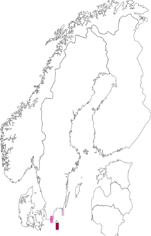 Fyndkarta för vitribbat strandfly. Datakälla: GBIF