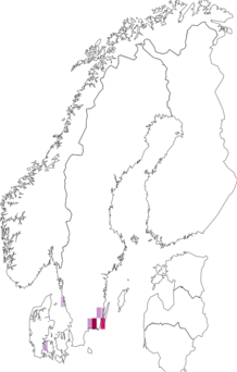 Kaarta Caryocolum tricolorella. Data source: GBIF